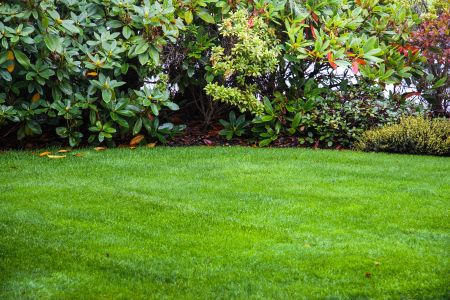 How to Keep Your Lawn Green During Hamilton’s Summer Heat