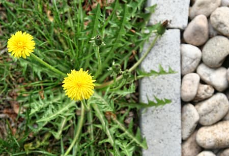 Professional Vs. DIY Weed Control