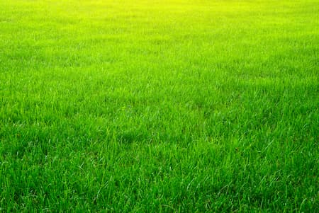 Lawn Care Icon